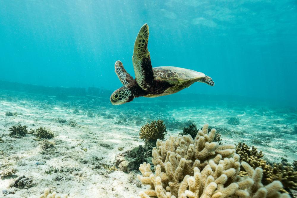 宮古島冬季海水清澈度高。