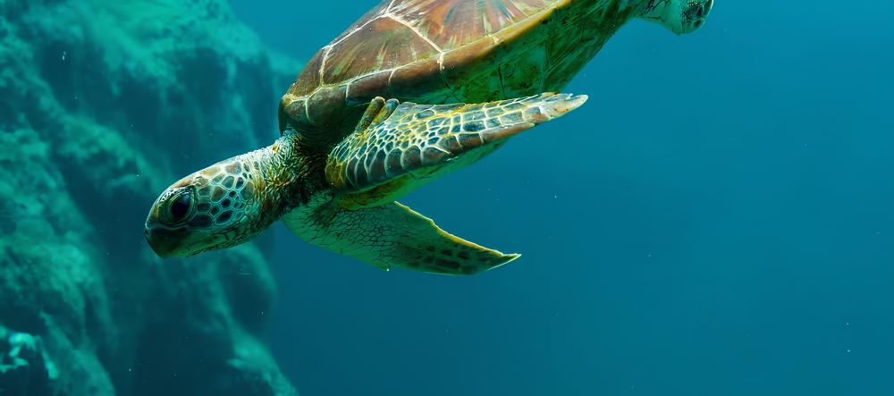 杜拜海龜保育計畫風景。
