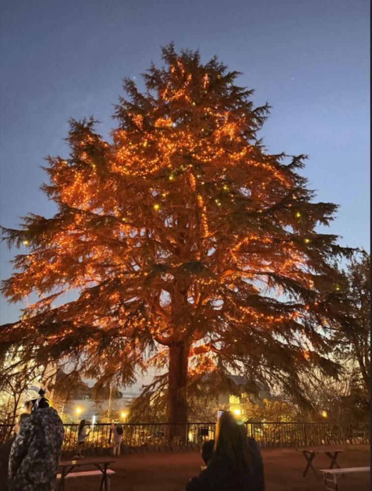 宮濱溫泉裡妝點上燈飾的山衫。