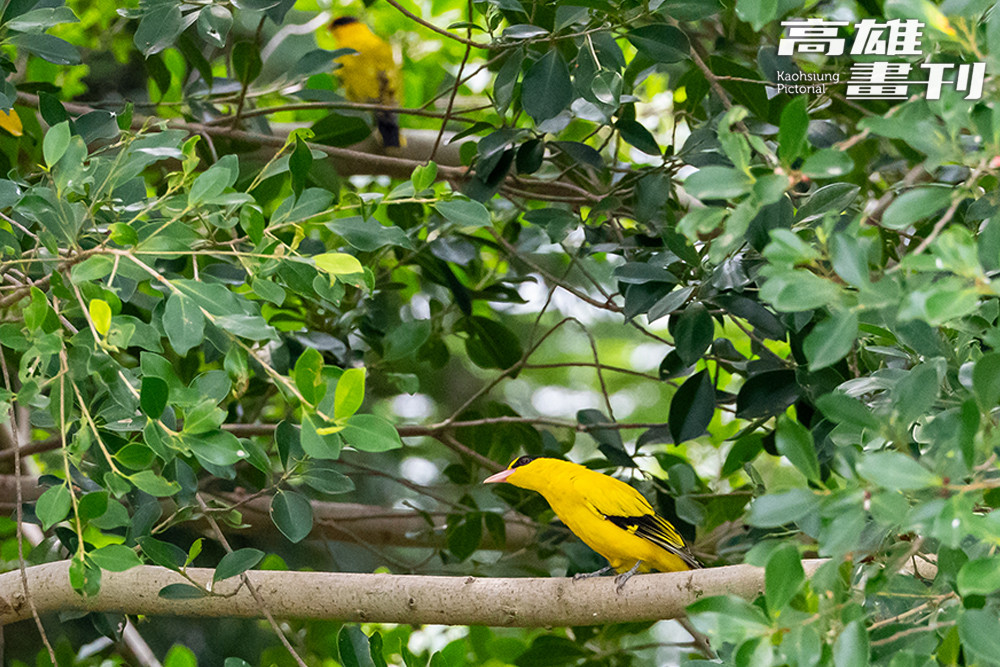 高雄果嶺自然公園