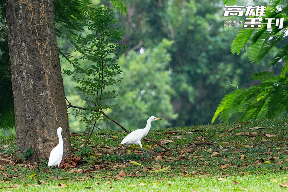 高雄果嶺自然公園