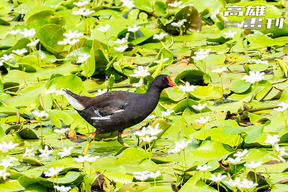 高雄果嶺自然公園