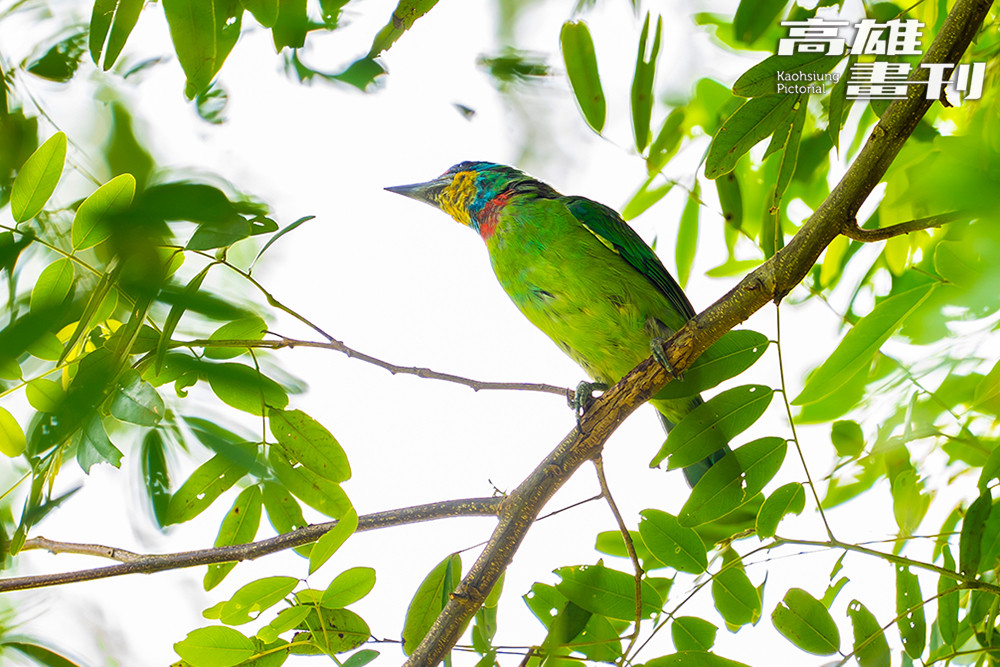 高雄果嶺自然公園