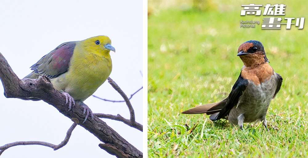 高雄果嶺自然公園