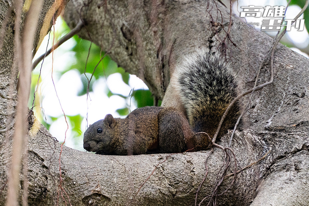 高雄果嶺自然公園