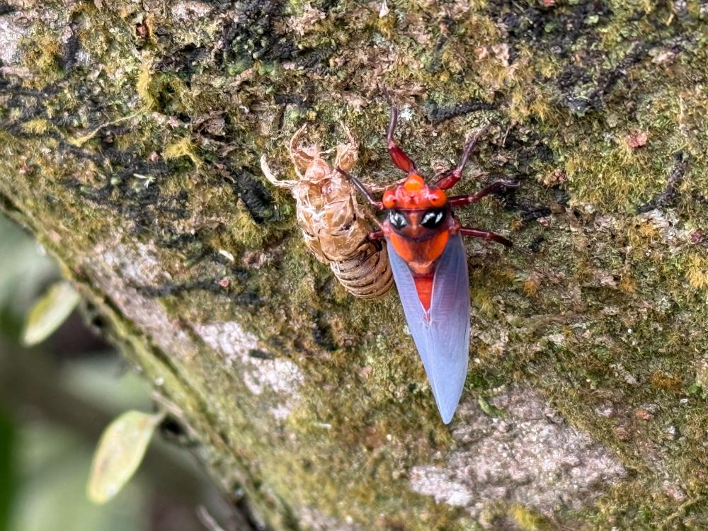 雪山尾稜北段古道
