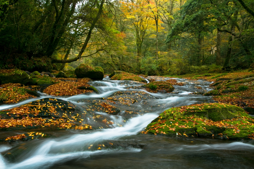 九州賞楓必去景點熊本縣北部「菊池市」
