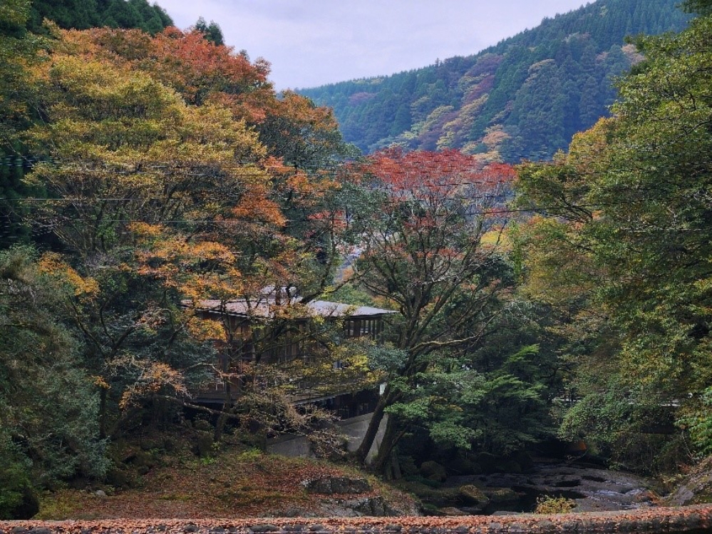 九州賞楓必去景點熊本縣北部「菊池市」