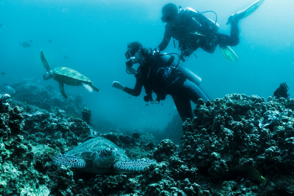 期間推出自由潛水課程，邀請賓客深入探索水下世界