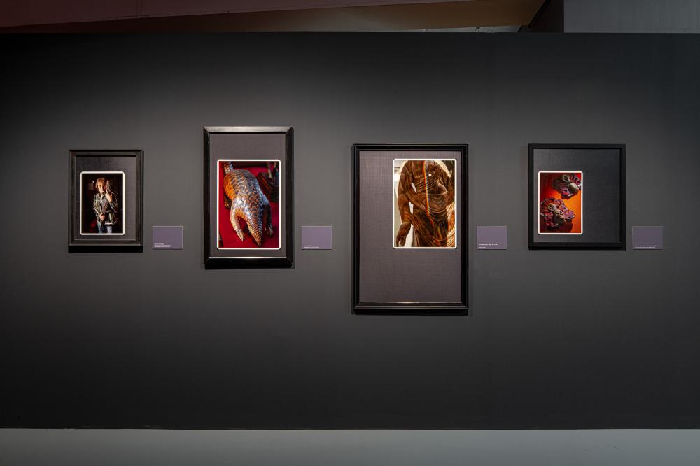 in Vitro？in Vivo! 在試管中？在活體內！