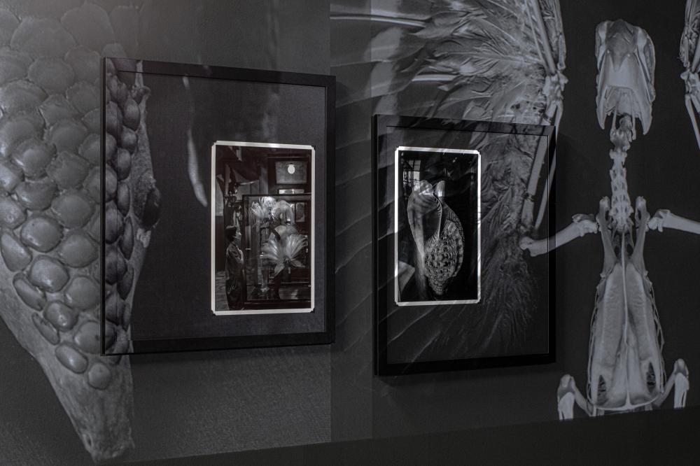 in Vitro？in Vivo! 在試管中？在活體內！