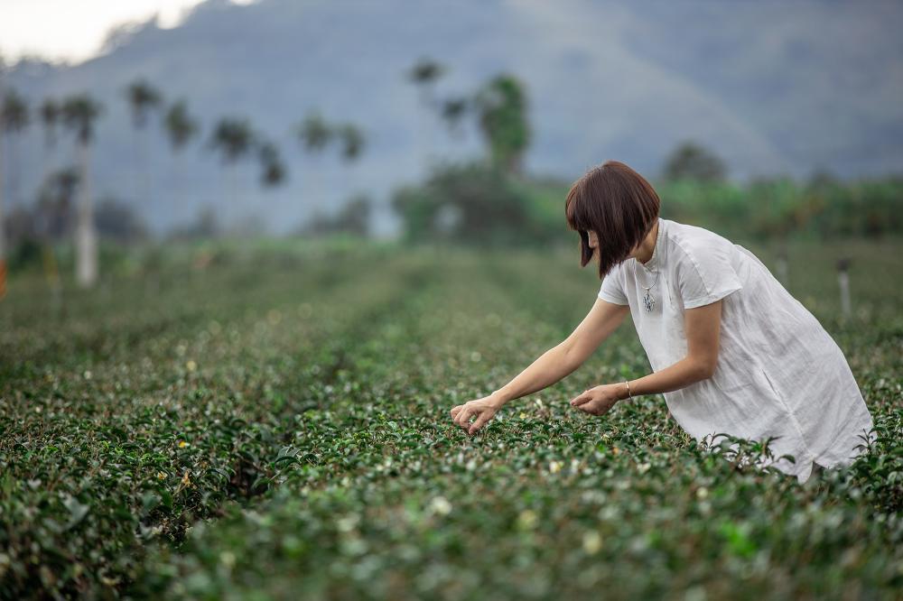 跳島玩茶：新世代的茶態度