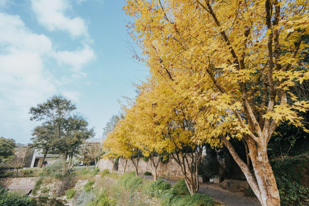 落羽松步道山間市集