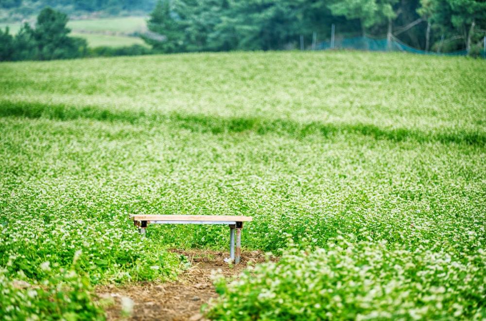 吾羅洞蕎麥花田