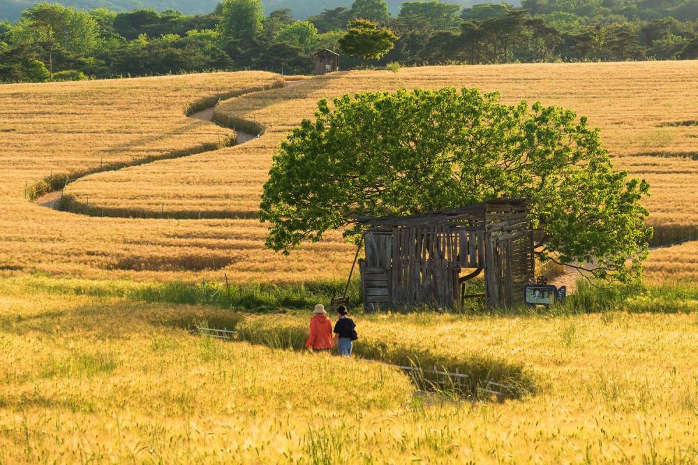 大麥國度鶴苑農場