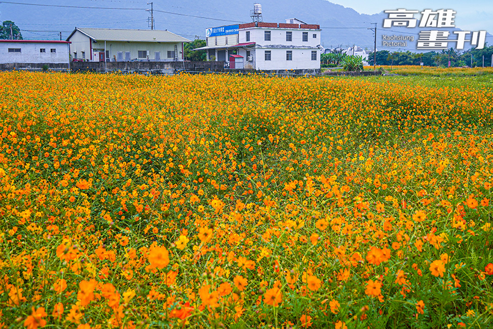 百日草、向日葵與波斯菊交織成色帶，如同大地鋪好的迎賓地毯。
