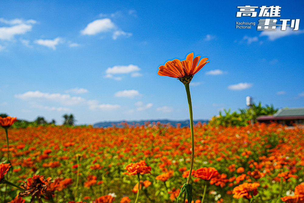 花海不僅是打卡勝地，更是休耕期土地最好的滋養。