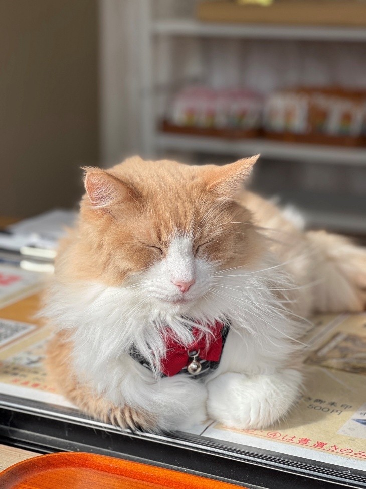 妙義神社代表的可愛貓咪。