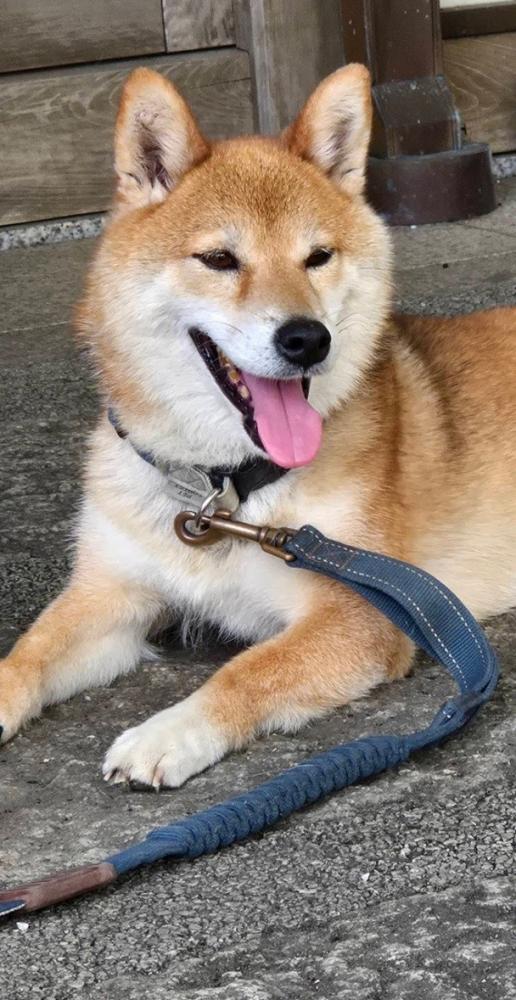 親人的可愛豆柴，以熱情歡迎每位參拜者。