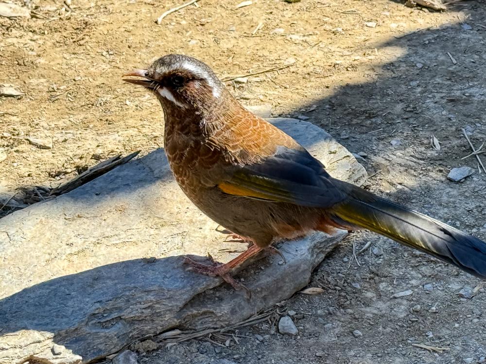 合歡北西北，漫遊於雲海稜線之巔
