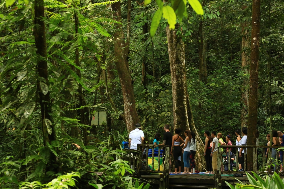 馬來西亞三大熱帶雨林秘境 結合奢華度假、自然探索與文化體驗，一次收藏雨林魅力