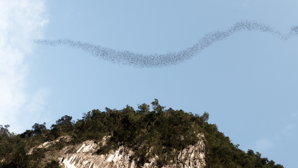 馬來西亞三大熱帶雨林秘境 結合奢華度假、自然探索與文化體驗，一次收藏雨林魅力