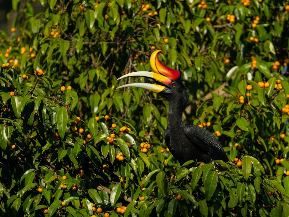 馬來西亞三大熱帶雨林秘境 結合奢華度假、自然探索與文化體驗，一次收藏雨林魅力