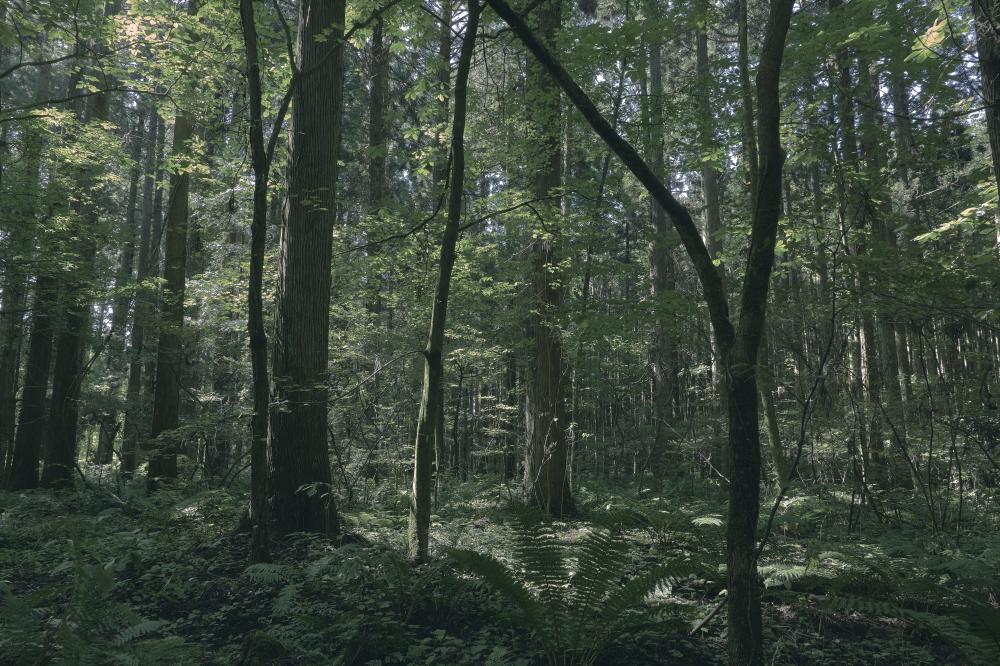 Azuma Farm Koiwai度假莊園