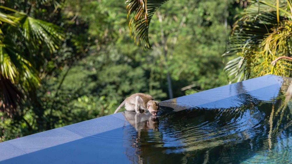 3月當巴厘島選擇沉默，我們選擇寂靜日的離網「假期」