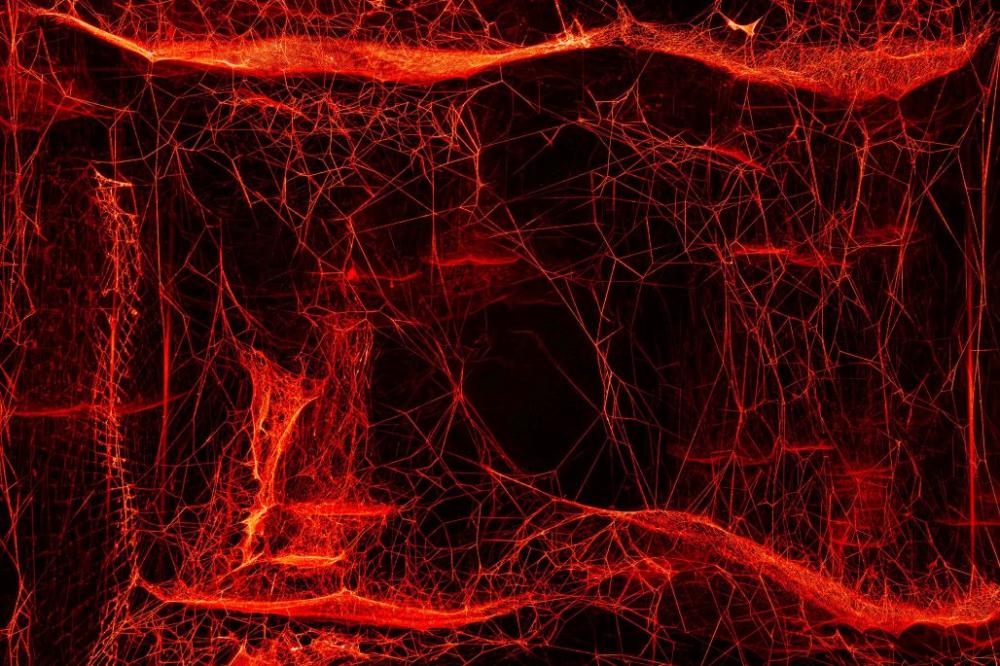 〈如何將宇宙陷入蛛網〉