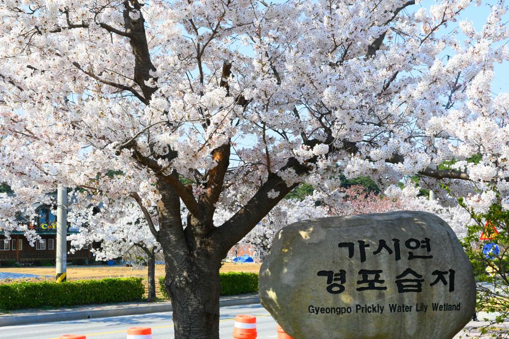 江原道是近年最受旅客喜愛的韓國旅遊地區之一