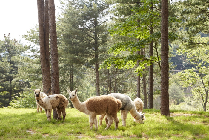 位於洪川茂密森林中的羊駝世界，以自然放牧方式飼養動物