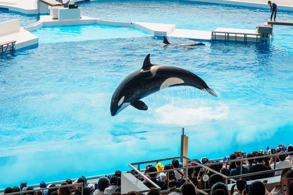 震撼感官的虎鯨與海豚表演