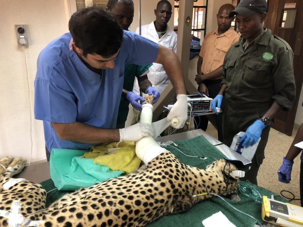 Ol Jogi 也投入許多在地動保與救援計畫