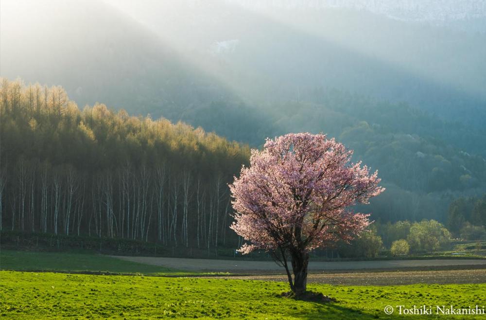 Nozo Hotel 追櫻賞花