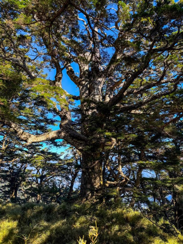 鐵杉的枝枒向四面用力伸展，像是許多鹿角密密交疊著