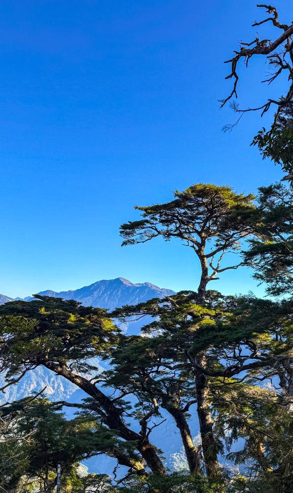 沿路的鐵杉枝枒向四面用力伸展