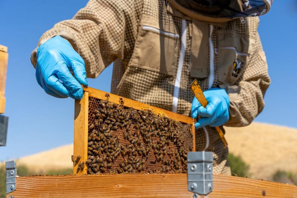 Castelfalfi_Bee Experience (22)