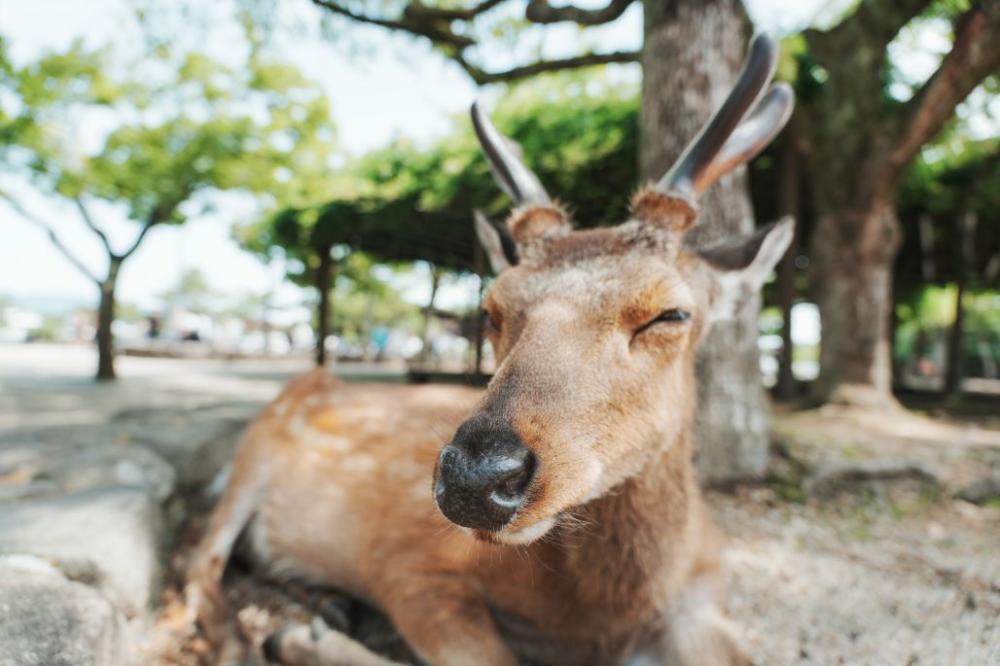 宮島