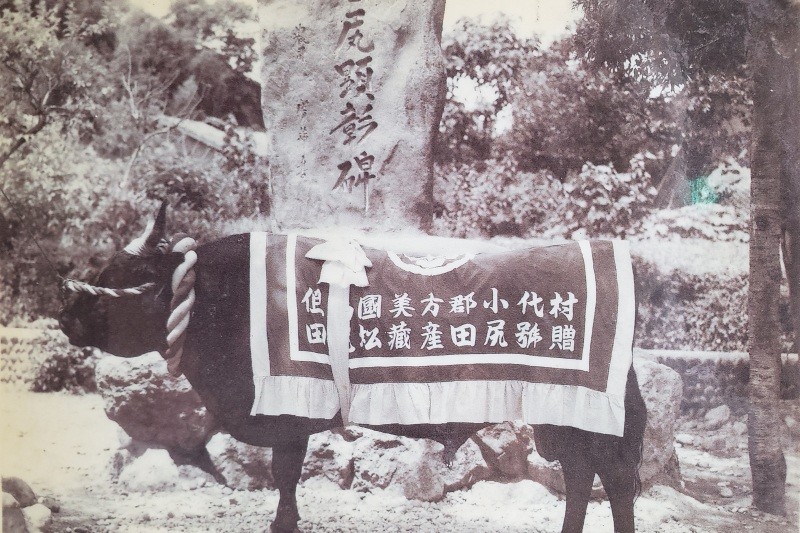 4.日本和牛的傳奇祖先－ 香美町小代地區但馬牛「田尻號」（香美町観光ナビ提供）
