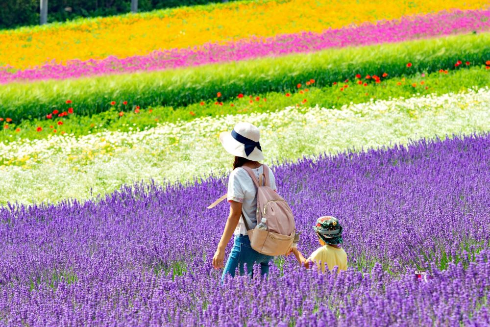 Furano lavender