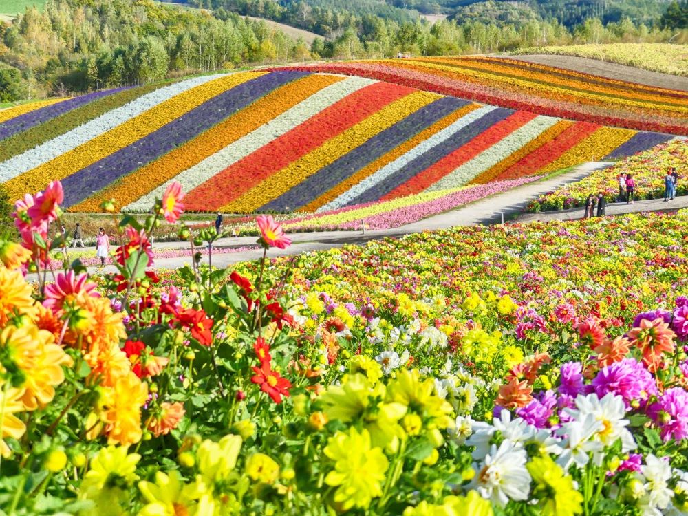 Furano flower fields