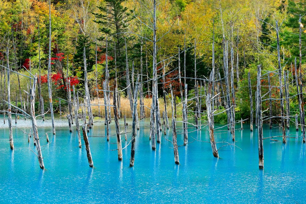 Furano Blue Pond