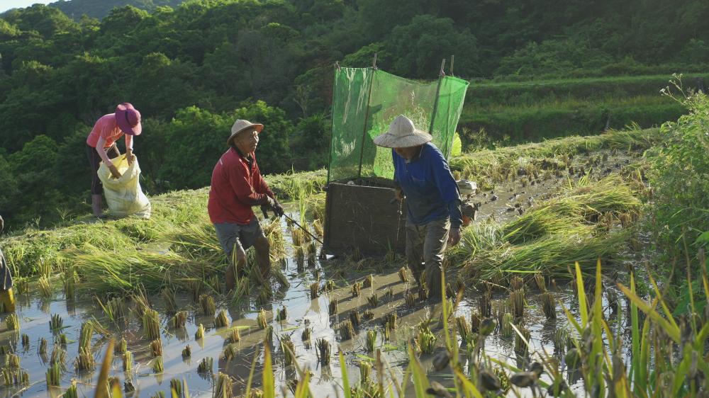 尖山湖梯田收割中。