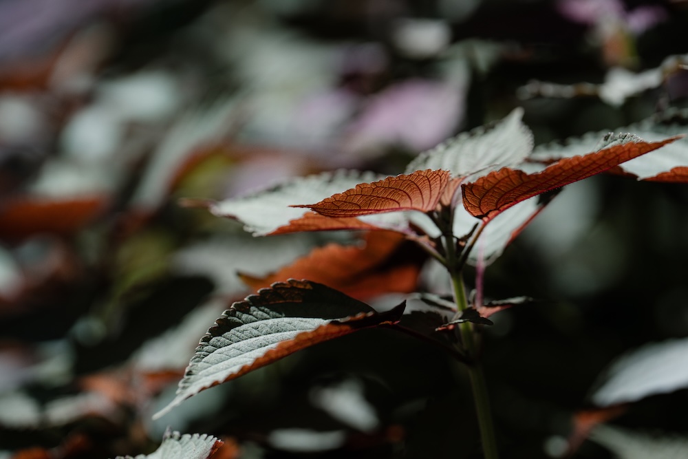 綠美圖「越南移民花園－無界花園」植物：紫蘇。