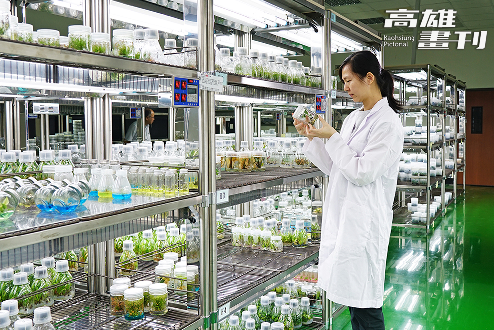 而研究沒有在「曙光」誕生後停下來。助理研究員洪千惠目前接續龜背芋誘變育種