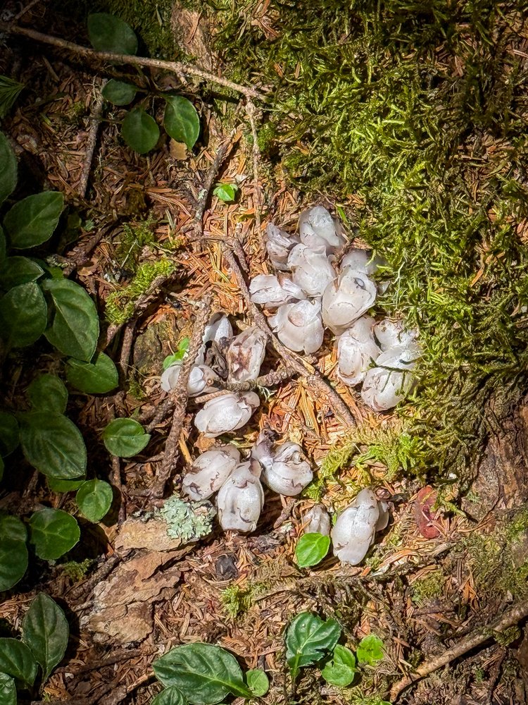 腐植層間發現一簇簇晶瑩透白的水晶蘭