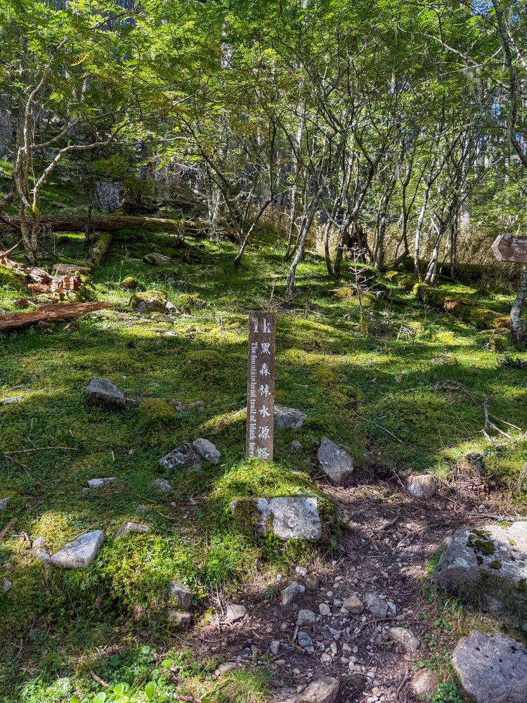 黑森林水源路平緩好走，林床與倒木覆滿濕潤的苔蘚