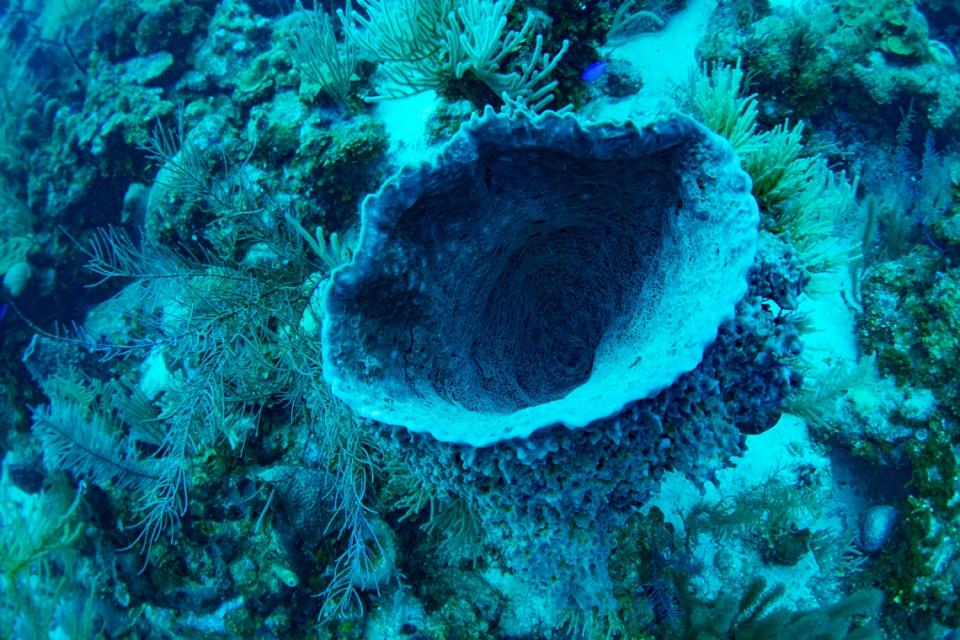 海底珊瑚礁花園