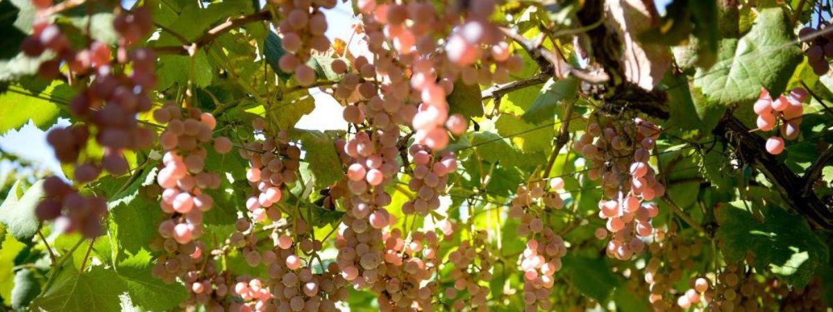 亞洲酒莊巡禮，東方風土的絮語